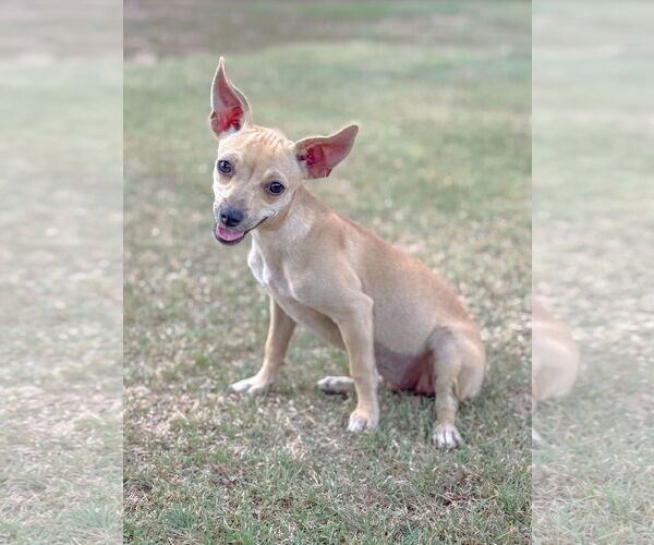 Medium Photo #5 Chug Puppy For Sale in PIPE CREEK, TX, USA