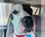 Small #14 American Pit Bull Terrier Mix