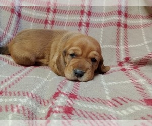 Basset Hound Puppy for sale in SALEM, WV, USA