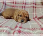 Image preview for Ad Listing. Nickname: Max