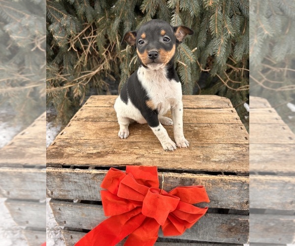 Medium Photo #4 Rat Terrier Puppy For Sale in MIDDLEBURY, IN, USA