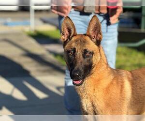 Mutt Dogs for adoption in Santa Rosa, CA, USA