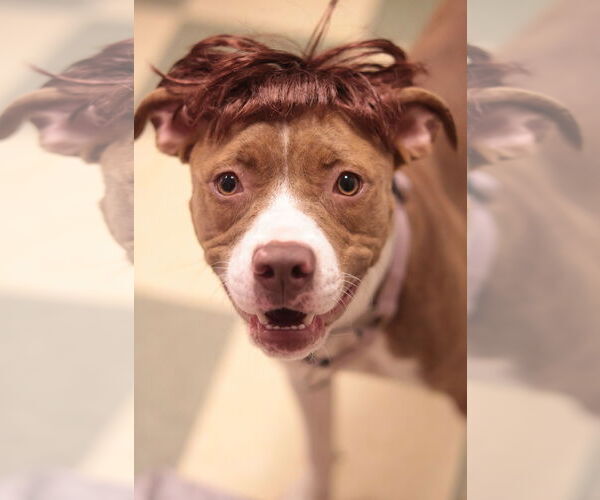 Medium Photo #5 Mutt Puppy For Sale in Philadelphia, PA, USA