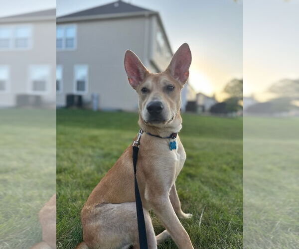 Medium Photo #2 Huskies -Labrador Retriever Mix Puppy For Sale in Plainfield, IL, USA