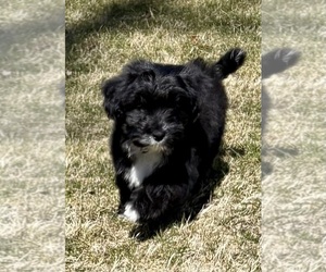 Aussiedoodle Miniature  Puppy for sale in FAIR HAVEN, MI, USA