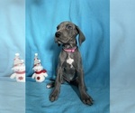 Puppy Brown Beauty Great Dane