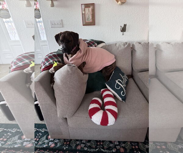 Medium Photo #4 Boxer-Unknown Mix Puppy For Sale in Fort Collins, CO, USA