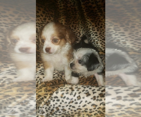 Medium Photo #3 ShiChi Puppy For Sale in OTTAWA, OH, USA