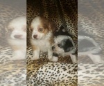 Small Photo #3 ShiChi Puppy For Sale in OTTAWA, OH, USA