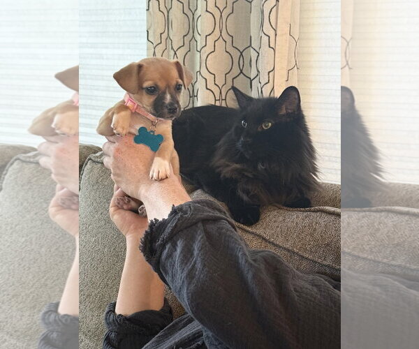 Medium Photo #3 Chihuahua-Unknown Mix Puppy For Sale in Plainfield, IL, USA