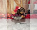 Small Photo #12 Dachshund Puppy For Sale in RIPLEY, MS, USA