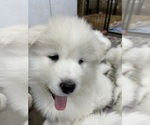 Puppy 0 Samoyed