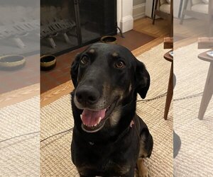 Doberman Pinscher-German Shepherd Dog Mix Dogs for adoption in Stafford, VA, USA