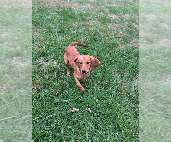Medium Photo #3 Redbone Coonhound-Unknown Mix Puppy For Sale in Aurora, IN, USA