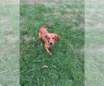 Small #2 Redbone Coonhound Mix