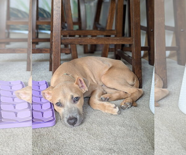 Medium Photo #3 American Staffordshire Terrier-Unknown Mix Puppy For Sale in Aurora, CO, USA