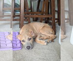 Small #2 American Staffordshire Terrier Mix