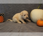 Small Photo #3 Double Doodle Puppy For Sale in BOTHELL, WA, USA