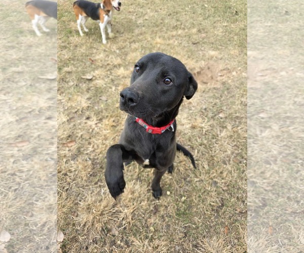 Medium Photo #4 Labrador Retriever-Unknown Mix Puppy For Sale in Woodbury, NY, USA