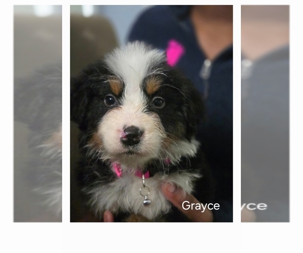 Medium Photo #8 Bernese Mountain Dog-Cockapoo Mix Puppy For Sale in COLUMBIA, SC, USA