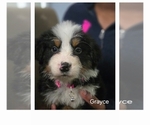 Small #7 Bernese Mountain Dog-Cockapoo Mix