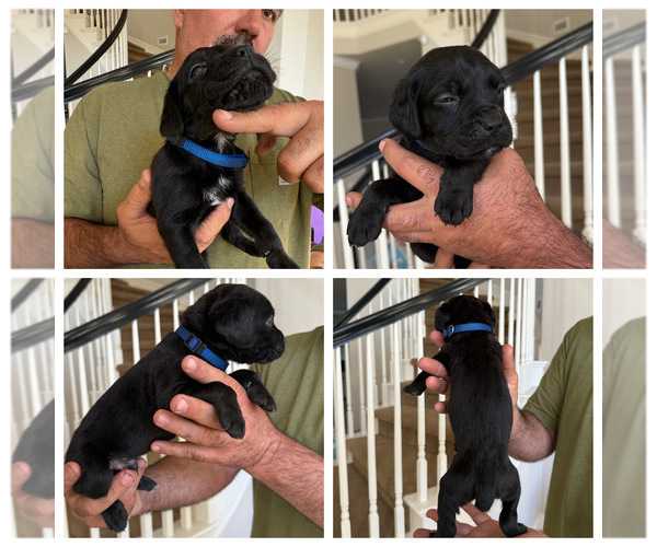 Medium Photo #3 Cane Corso Puppy For Sale in LIVERMORE, CA, USA