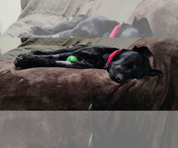 Medium Photo #9 Mutt Puppy For Sale in Arlington, VA, USA
