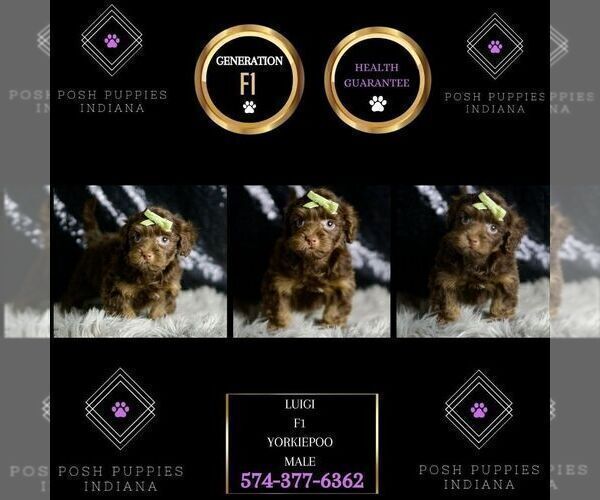 Medium Photo #8 YorkiePoo Puppy For Sale in WARSAW, IN, USA
