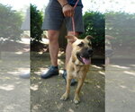 Small #2 German Shepherd Dog Mix