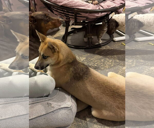 Medium Photo #5 Mutt Puppy For Sale in Westwood, NJ, USA