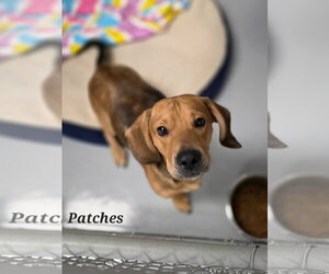 Patches - Male Bagle Hound Dog for Adoption - Photo #2