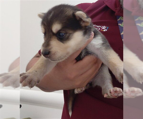 Medium Photo #1 German Shepherd Dog Puppy For Sale in Houston, TX, USA