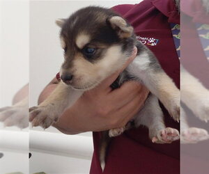 German Shepherd Dog Dogs for adoption in Houston, TX, USA