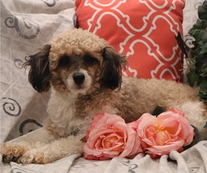 Mother of the Poodle (Toy) puppies born on 11/27/2024