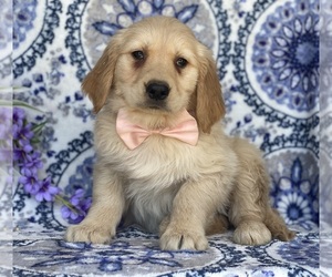 Golden Retriever Puppy for sale in LANCASTER, PA, USA