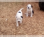 Small Photo #19 American Pit Bull Terrier-Labrador Retriever Mix Puppy For Sale in MOORESBORO, NC, USA