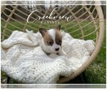 Small Photo #5 Pembroke Welsh Corgi Puppy For Sale in NIANGUA, MO, USA