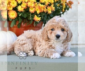 Poodle (Miniature) Puppy for sale in DORNSIFE, PA, USA