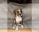 Small #2 Boxer Mix