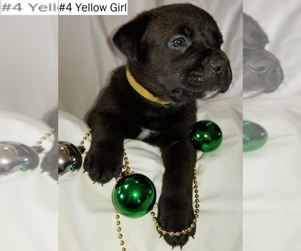 View Ad Cane Corso Rottweiler Mix Litter Of Puppies For