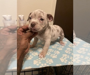 American Bully Puppy for sale in EDMOND, OK, USA