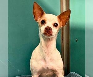 Chihuahua Dogs for adoption in San Antonio, TX, USA