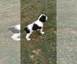 Small Photo #3 English Springer Spaniel Puppy For Sale in JEANNETTE, PA, USA