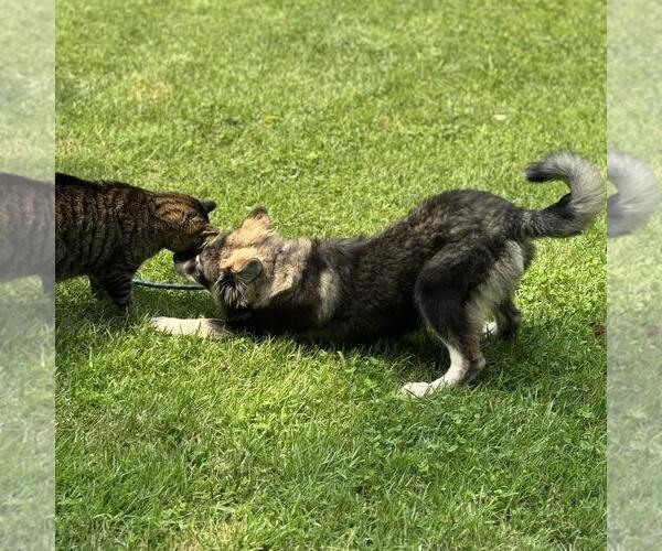 Medium Photo #4 Huskies -Unknown Mix Puppy For Sale in Yardley, PA, USA