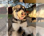 Small #1 Huskies -Siberian Husky Mix