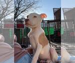 Small #4 American Pit Bull Terrier Mix