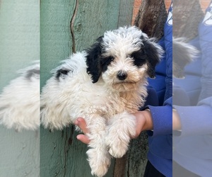 Bernedoodle (Miniature) Puppy for sale in LONGMONT, CO, USA