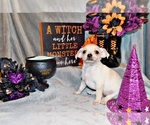 Small Photo #1 Chihuahua Puppy For Sale in CHARLESTON, AR, USA