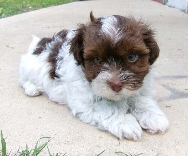 Medium Photo #1 Havanese Puppy For Sale in WEST CONCORD, MN, USA