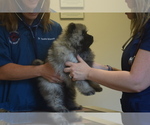 Small Photo #24 Keeshond Puppy For Sale in FAYETTEVILLE, TN, USA